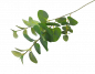 Preview: Eukalyptuszweig für Ihre besonderen Dekorationen - 1