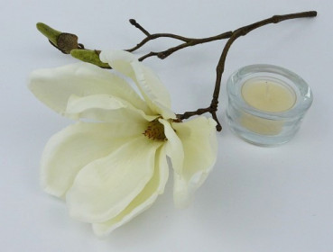 Kleiner Mangolienzweig, Magnolie zartcreme 2