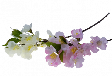 Kleiner Kirschblütenzweig, cremeweiß oder rosa - 1