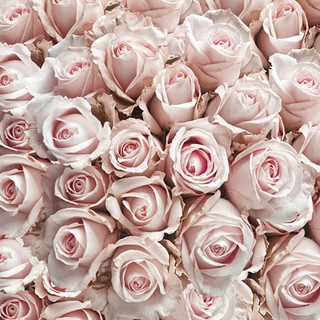 Servietten "vintage Rosen" Ihre Feier