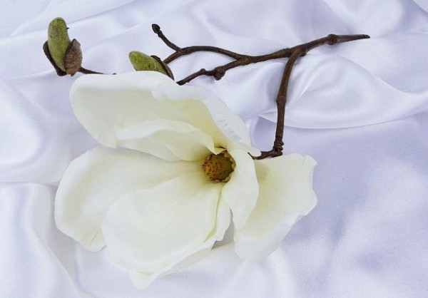 Kleiner Mangolienzweig, Magnolie zartcreme 1